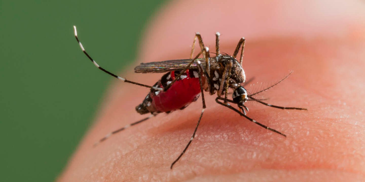 Recrudescence des cas de dengue a Maurice