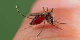 Infos Voyageurs – Recrudescence des cas de dengue à Maurice